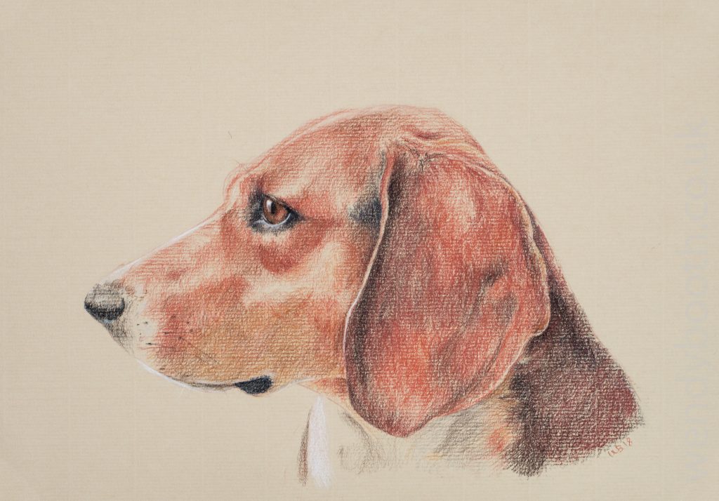 Alert young dog in brick reds and ochres on a sand-coloured rough paper.
