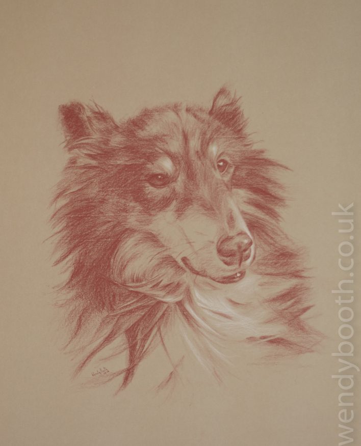 A beautiful dog with a challenging variety of textures. Portrait Commission